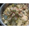 Titanopsis hugo-schlechteri