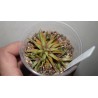 Хавортия Haworthia liliputana