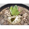 Пахиподиум Pachypodium brevicaule - Галерея