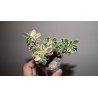 Aeonium domesticum variegata