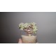 Aeonium decorum cristata