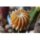 Discocactus horstii variegata