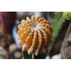 Дискокактус Discocactus horstii variegata - Галерея