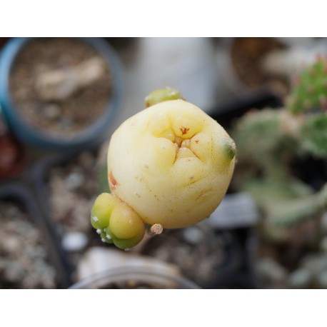 Anhalonium Koehresii aurea
