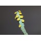 Euphorbia debilispina