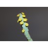 Эуфорбия Euphorbia debilispina
