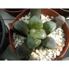 Haworthia 'Vicky'