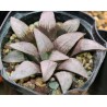Haworthia гибридная Pink (Renny)