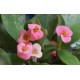 Euphorbia milii Pink  - Молочай Миля