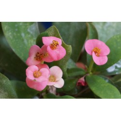 Euphorbia milii Pink  - Молочай Миля