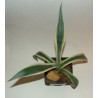 Agave americana marginata
