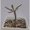 Эуфорбия Euphorbia sakarahaensis - Галерея