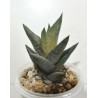 Haworthia revendettii