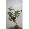 Синингия Sinningia reitzii