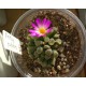 Frithia pulchra
