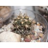 Пиррокактус Pyrrhocactus straussianus - Галерея