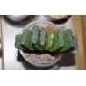 Haworthia truncata Japan