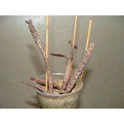 Euphorbia platyclada 2