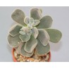 Echeveria pilosa