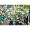 Оскулярия Oscularia deltoides
