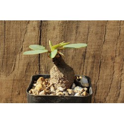 Эуфорбия Euphorbia primulifolia / Галерея