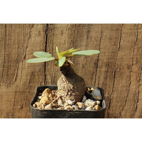 Euphorbia primulifolia v. primulifolia