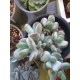 Cotyledon orbiculata var. Oophylla