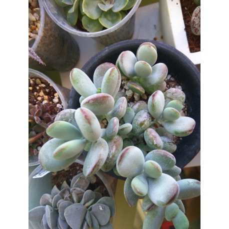 Cotyledon orbiculata var. Oophylla