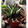 Алоинопсис Aloinopsis orpenii - Галерея