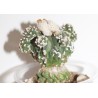 Astrophytum fukuriyu гибридный