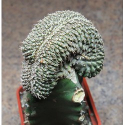 Эуфория Euphorbia phillipsioides cristata - Галерея
