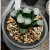 Haworthia Maughanii Yuki Aoi