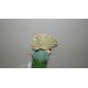 Euphorbia piscidermis cristata