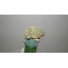 Эуфорбия Euphorbia piscidermis cristata / Галерея