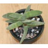Crassula falcata
