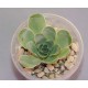 Greenovia aurea