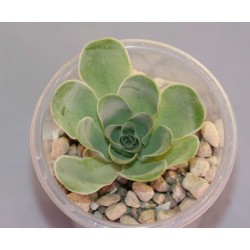 Greenovia aurea