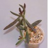 Adromischus filicaulis