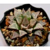 Haworthia Hakuma AR