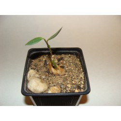 Монадениум Monadenium rubellum - Галерея
