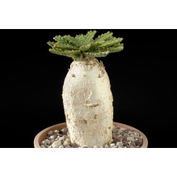 Euphorbia stellata 3