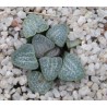 Хавортия Haworthia groenewaldii
