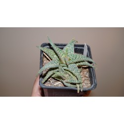 Aloe Christmas Carol гибрид