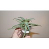 Aloe сортовое Carmine