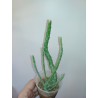 Senecio pendulus
