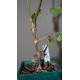 Pelargonium gibbosum