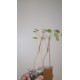 Pelargonium gibbosum