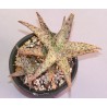 Aloe сортовое Pink Blush