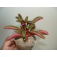 Пеперомия Гравеоленс Peperomia Graveolens