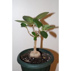 Фикус Ficus glumosa 1